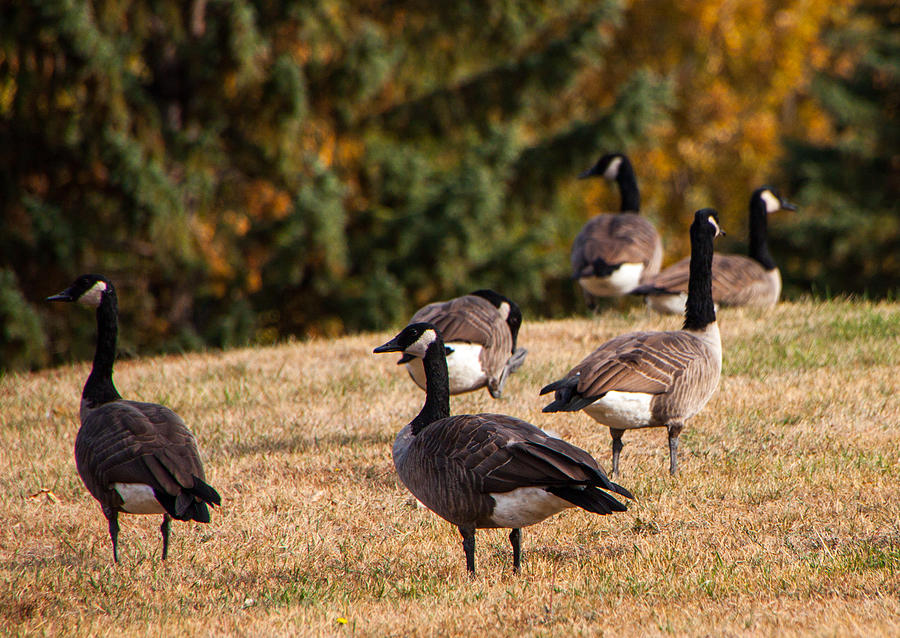 Bird Photograph - Goose Gathering by Arnold Hence