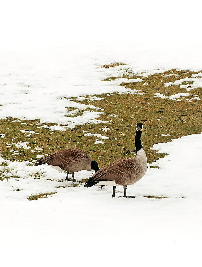 Goose Gathering Photograph by Mandy Wiltse