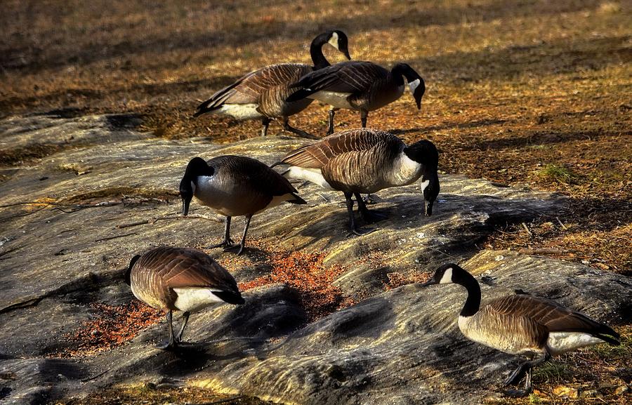 Goose Gathering Photograph by Robert McCubbin