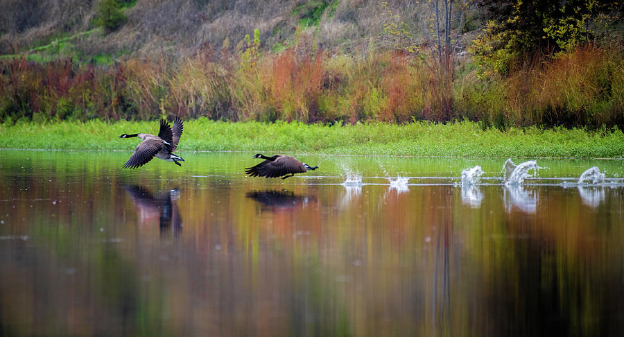 Goose, Goose Splash Photograph by Janet Kopper