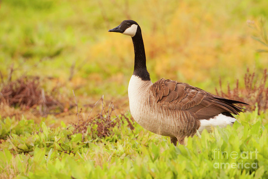 Goose in a Colorful Field Photograph by Ruth Jolly - Fine Art America
