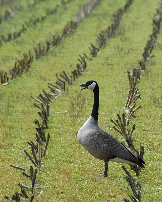 Goose in Field Photograph by Bill Kellett