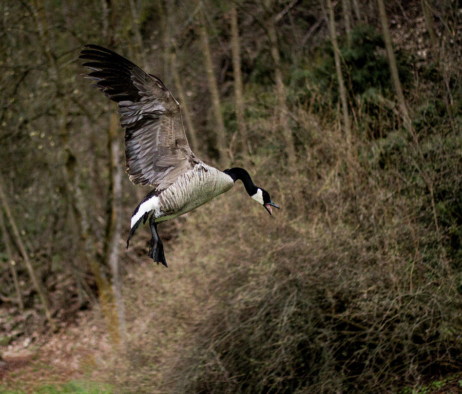 Goose In Flight Photograph