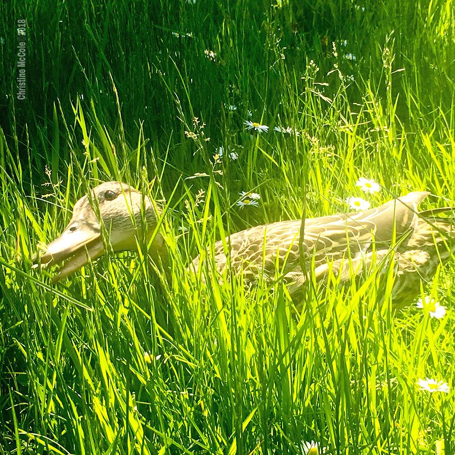 Goose in Grass Photograph by Christine McCole
