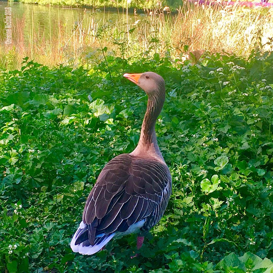 Goose in park Photograph by Christine McCole