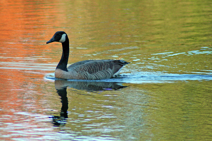 Goose in Pond Photograph by Bill Barber