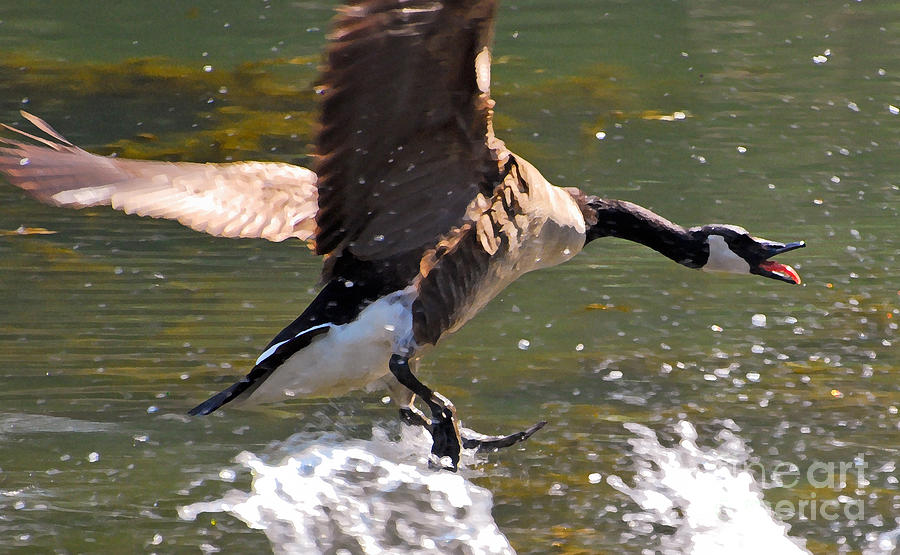 Goose Photograph - Goose In Pursuit  by Kerri Farley