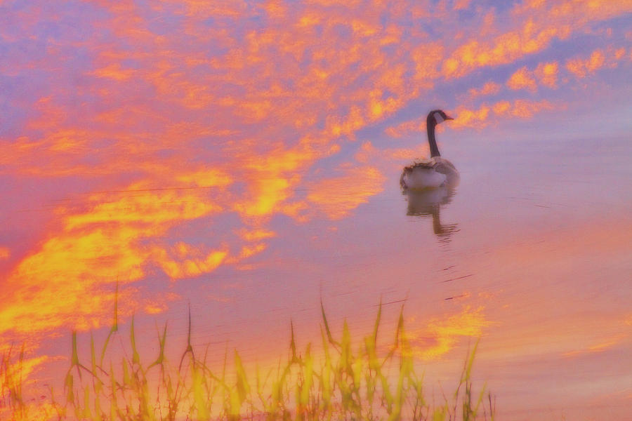 Goose in Sky Reflection Digital Art by Randy Steele