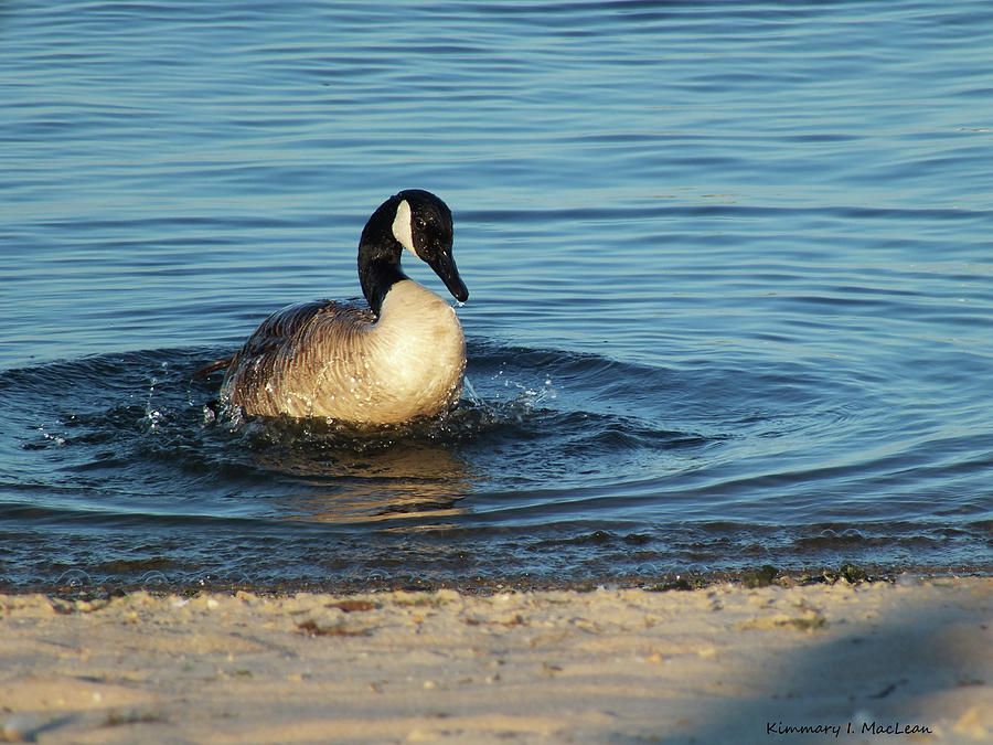Goose in the Chesapeake Bay Photograph by Kimmary MacLean