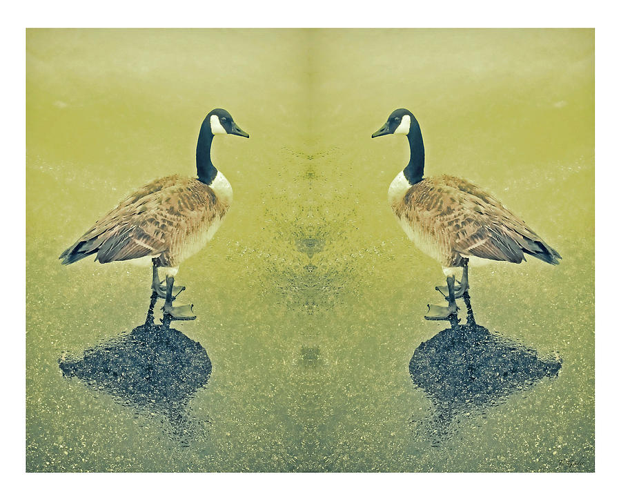 Goose In The Mirror Photograph by Tony Grider