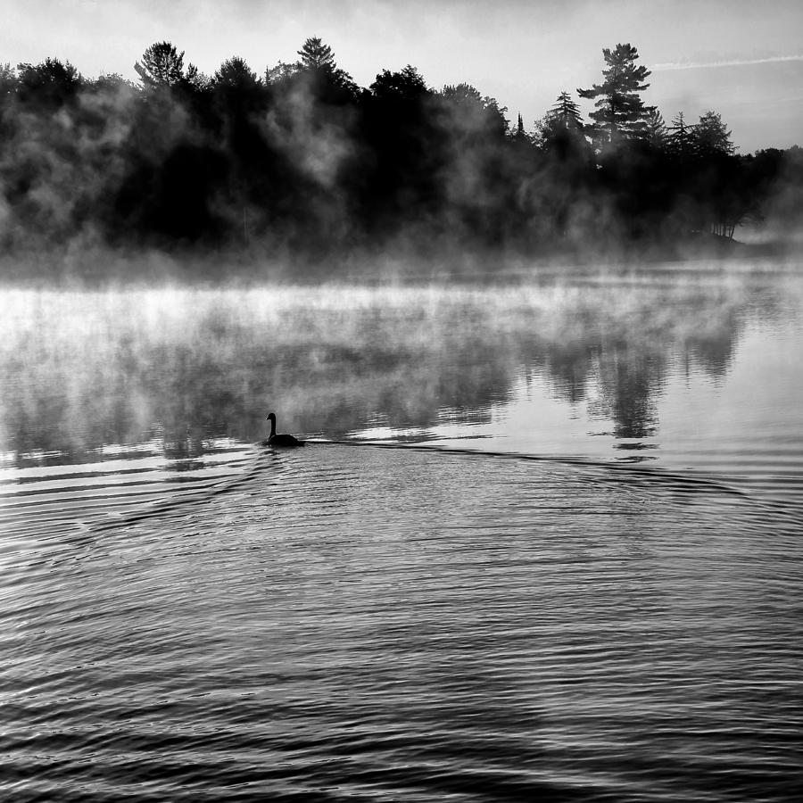 Goose in the Mist Photograph by David Patterson