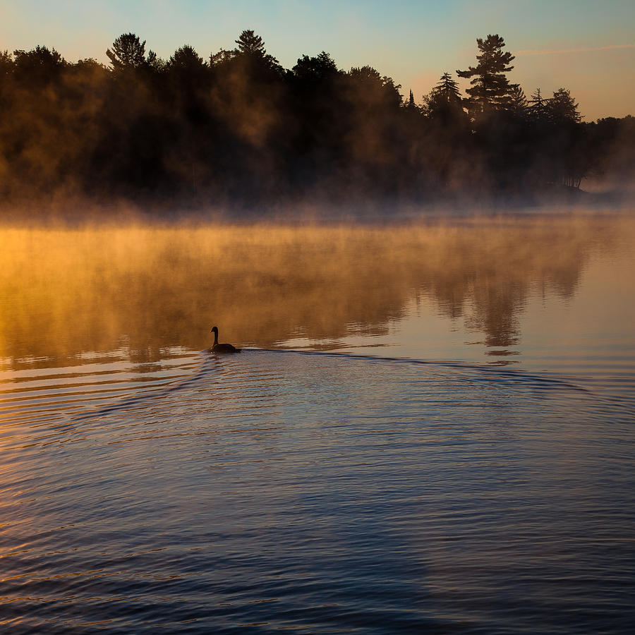 Goose in the Mist on Old Forge Pond Photograph by David Patterson