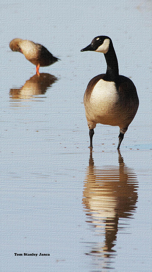 Goose In The Pond Digital Art by Tom Janca
