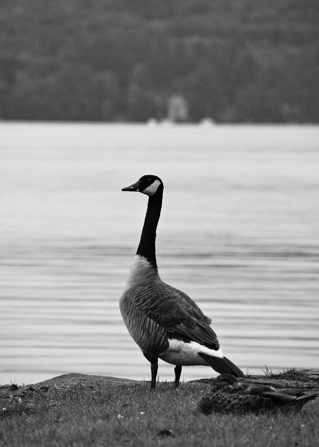Goose in the rain Photograph by Edward Myers