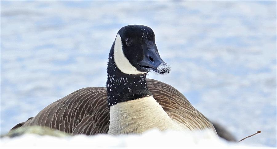 Snowy Goose Photograph by Lori Lafargue