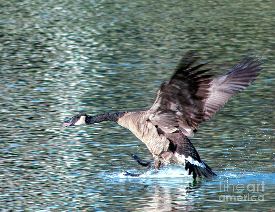 Goose Landing Photograph by Cathie Moog