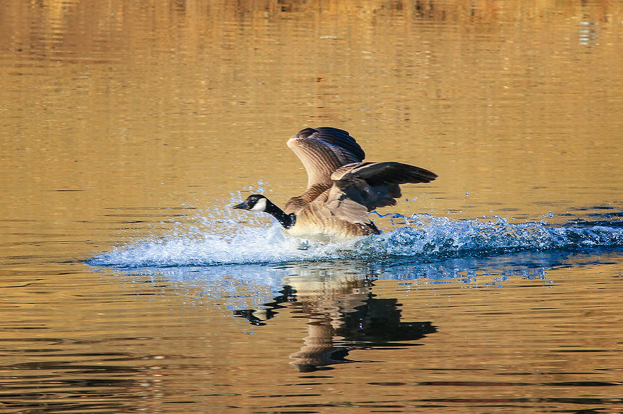 Goose Landing Photograph by Juli Ellen