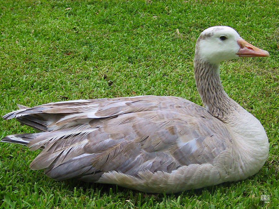 Goose Photograph by Michele Caporaso