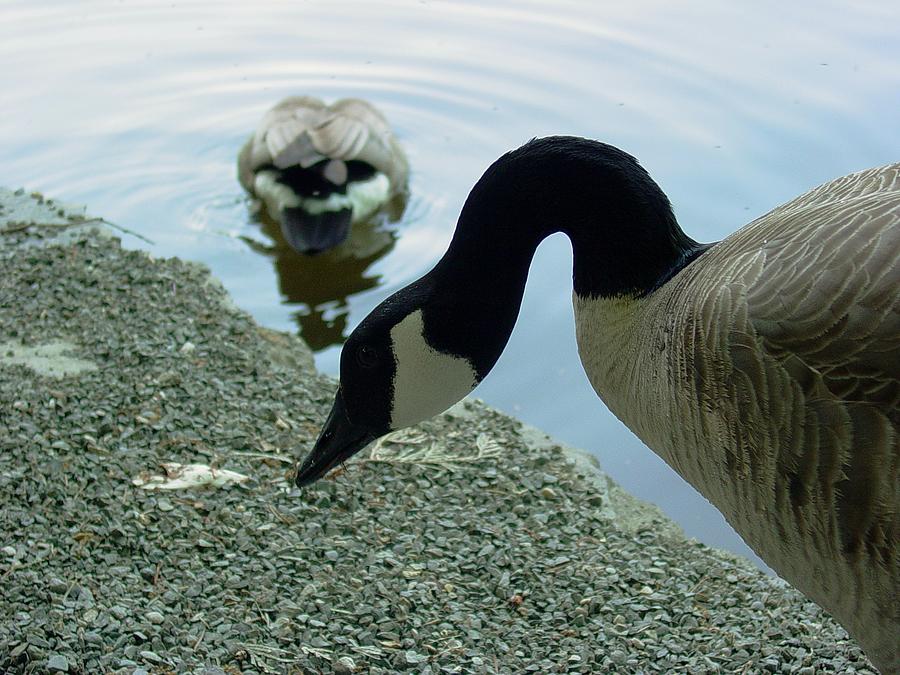 Goose Photograph - Goose neck by Sara Stevenson