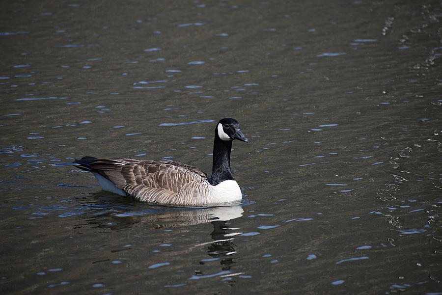 Goose Photograph by Nina Kindred