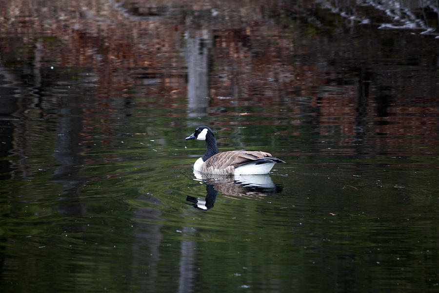 Goose On a Pond Photograph by Jeff Severson