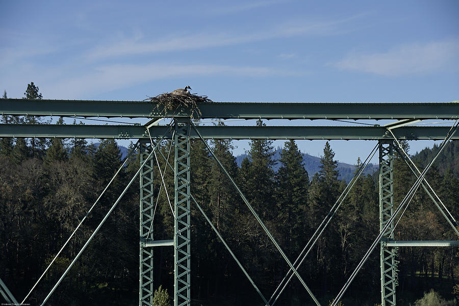 Goose On An Osprey Nest Photograph by Mick Anderson