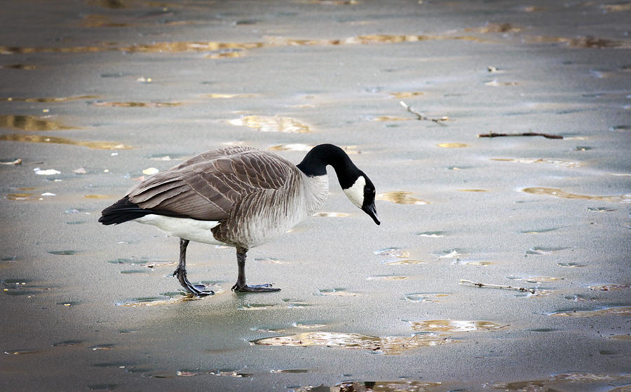 Goose On Ice Photograph by Ray Congrove