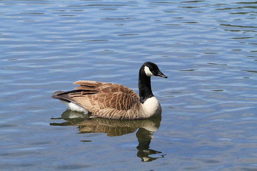 Goose On Lake Photograph by Karen Ruhl - Fine Art America