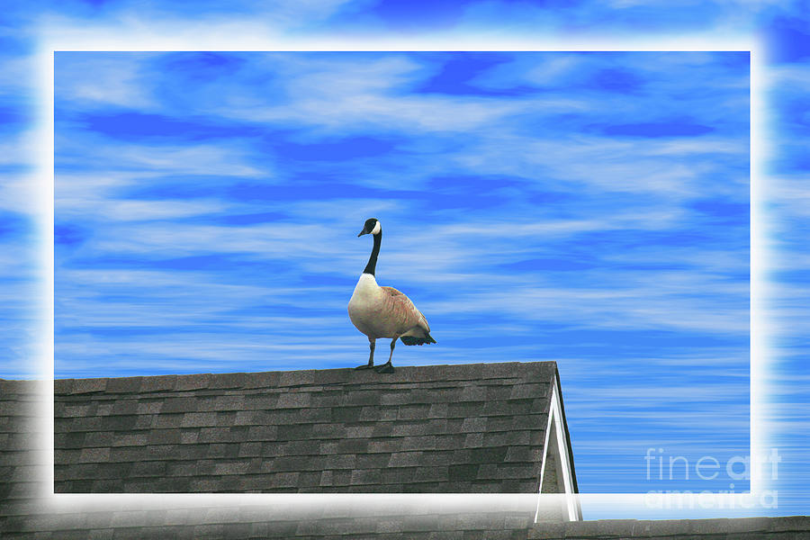 Goose on Roof Photograph by Donna L Munro