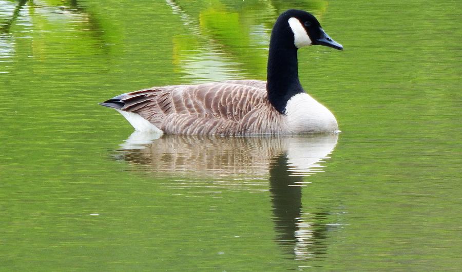 Goose on the Lake Photograph by Hattie Schenck - Pixels