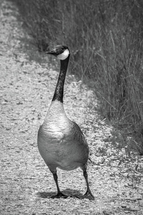 Goose on the Path Photograph by Jen Manganello