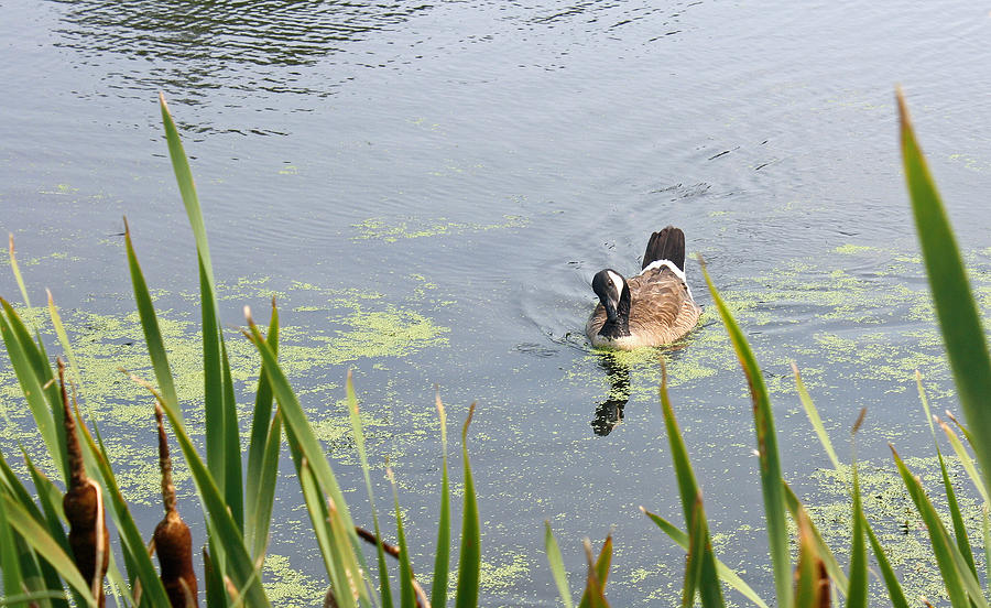 Goose on the Pond 2 Photograph by Ellen Tully