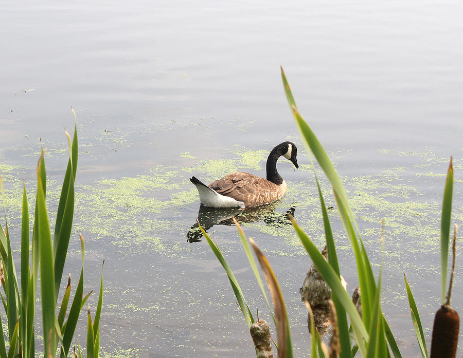 Goose on the Pond Photograph by Ellen Tully