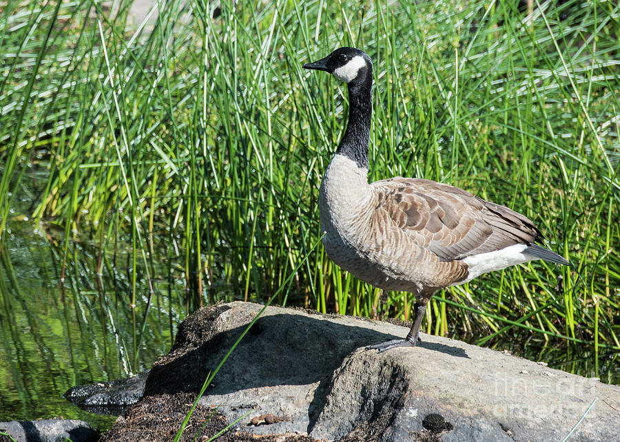 Goose on the Rocks Photograph by Steven Natanson