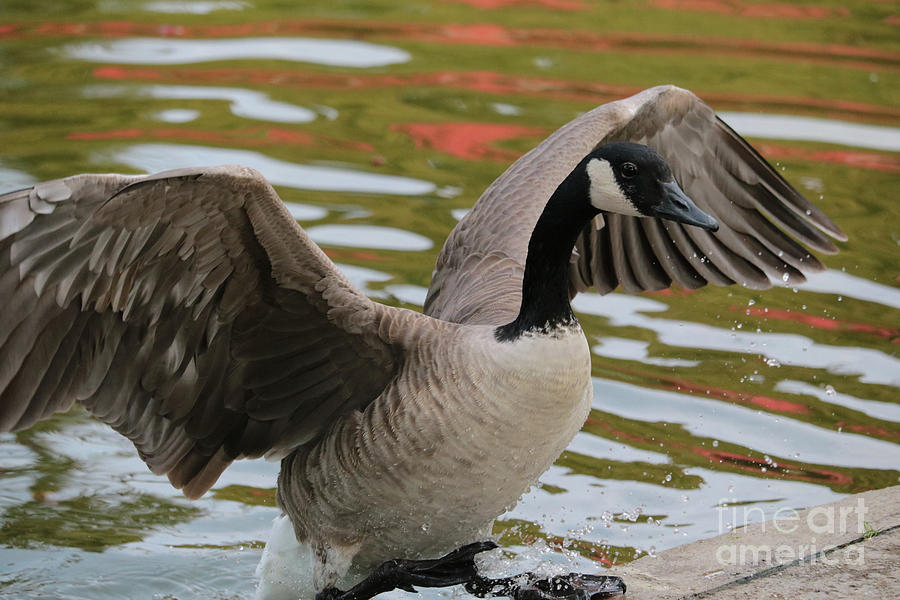Goose Out of Water Photograph by Carol Groenen