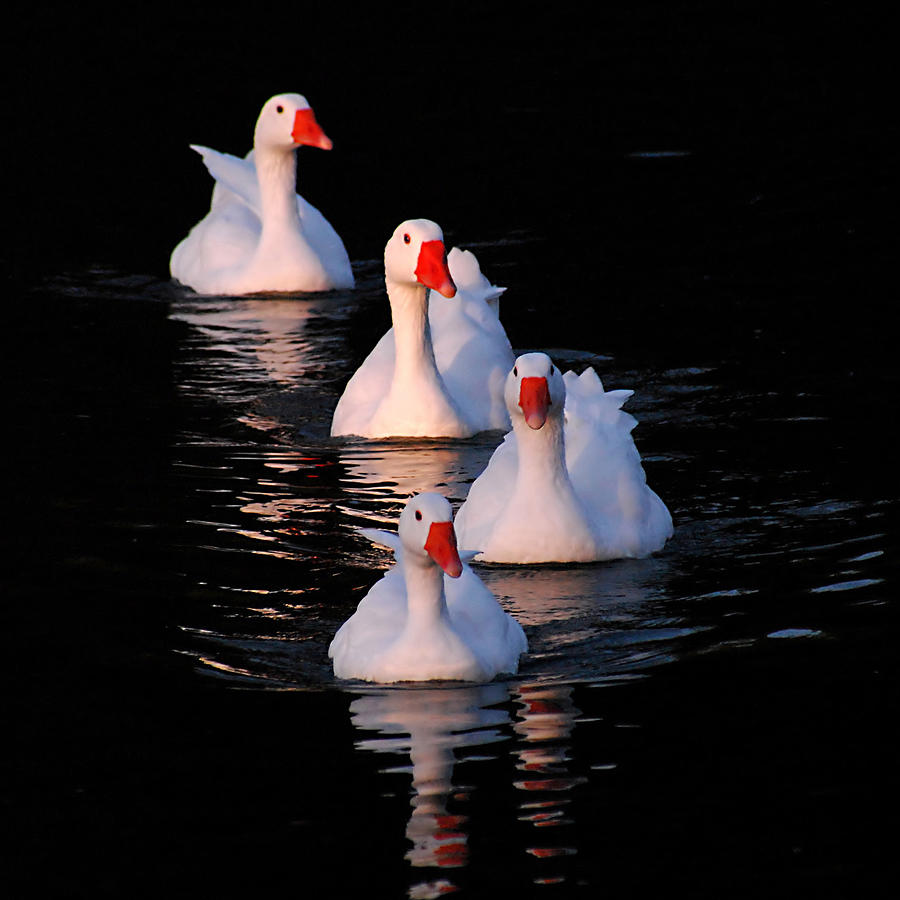 Goose Parade by Howard Bagley Goose Parade by Howard Bagley