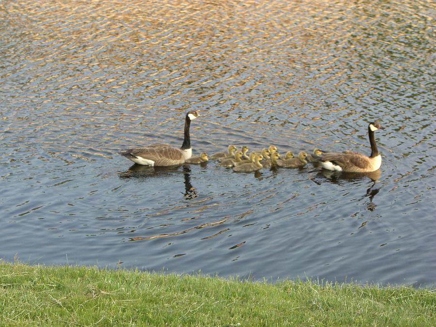 Geese Photograph - Goose Pond 1 by Nancy Ferrier