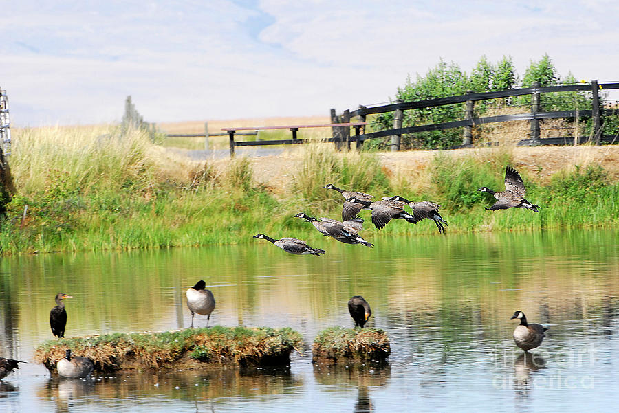 Goose Pond Photograph by Dennis Hammer