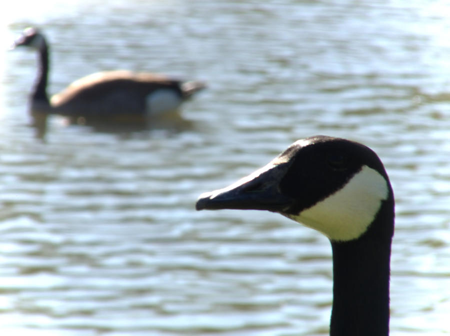 Goose Pond Photograph by John Krenzer - Fine Art America