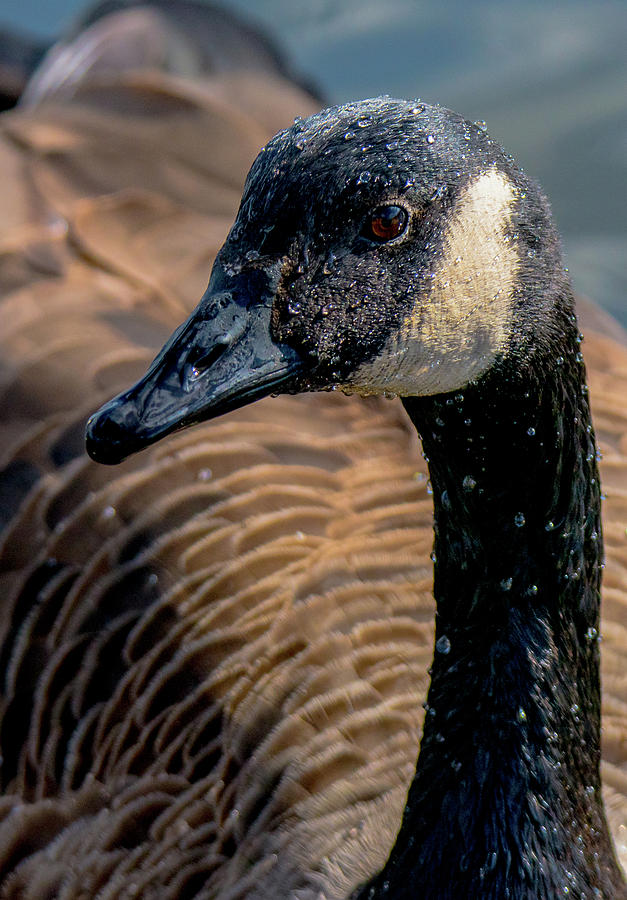 Goose Poses for Portrait Close-Up Photograph by Jeff at JSJ Photography