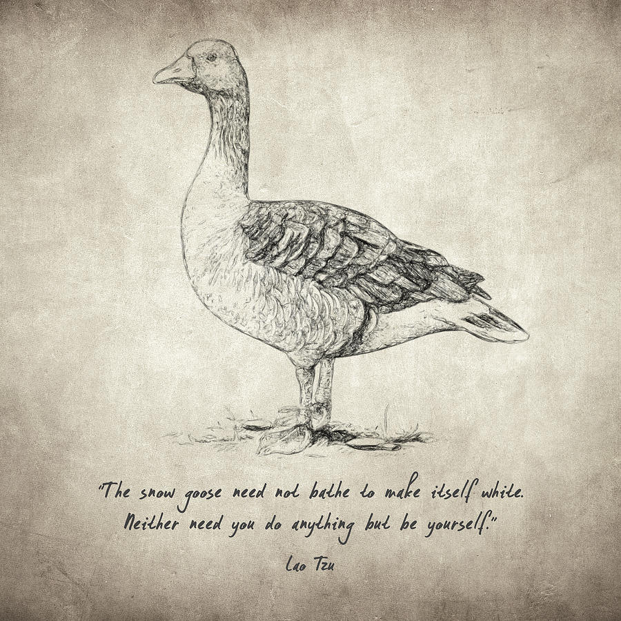 Goose Drawing - Goose Quote By Lao Tzu by Zapista Zapista Goose Drawing - Goose Quote By Lao Tzu by Zapista Zapista