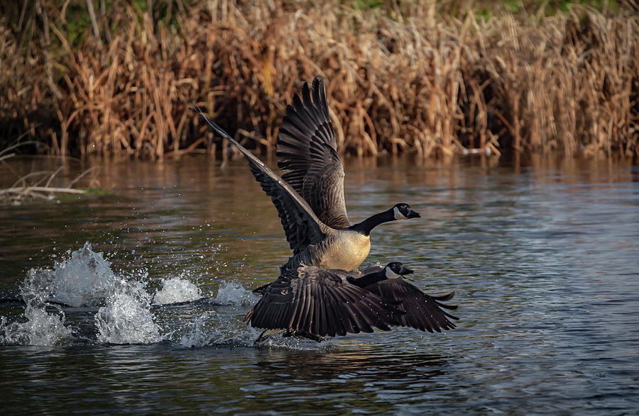 Goose Race Photograph by Ray Congrove