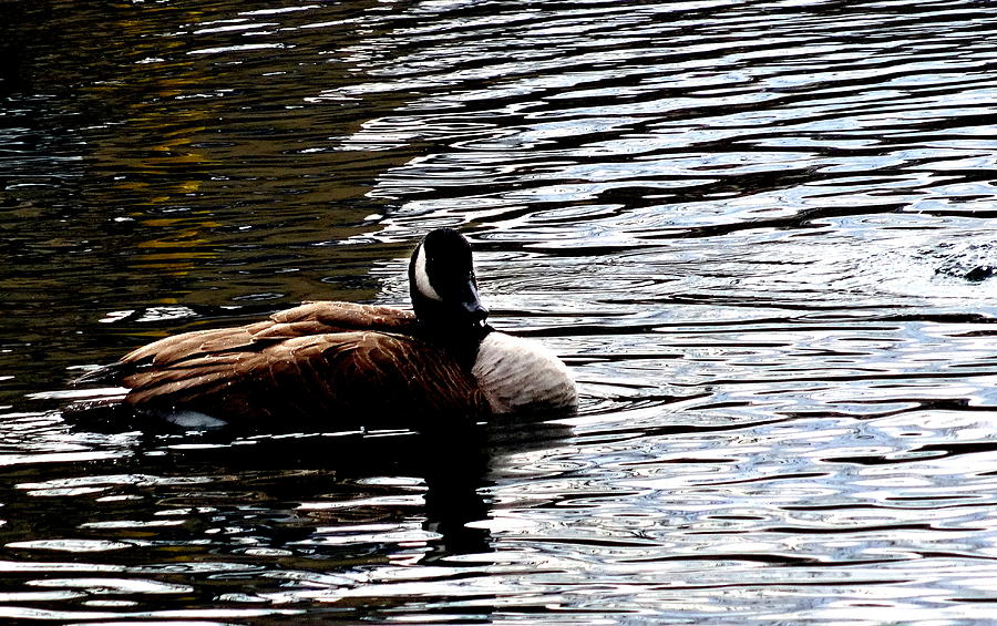 Goose Reflection by Amanda Balough Goose Reflection by Amanda Balough