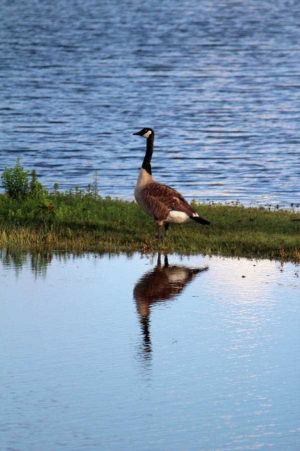 Goose Photograph - Goose Reflection by Cynthia Guinn