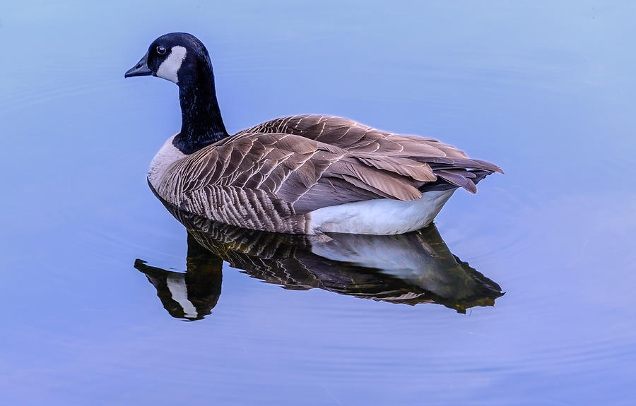 Goose Reflection Photograph by Jerry Cahill