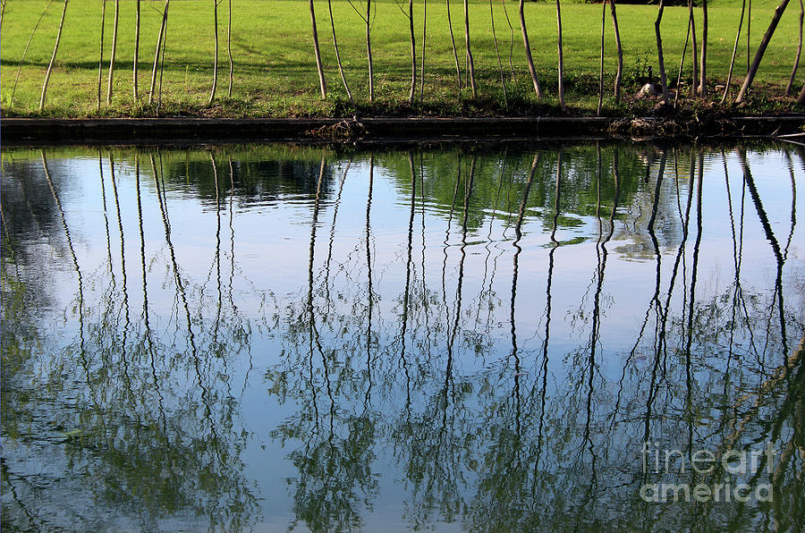 Goose Reflections Photograph by Karen Adams