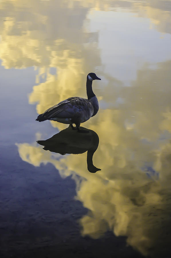 Goose Silhouette 2 Photograph by Sherri Meyer