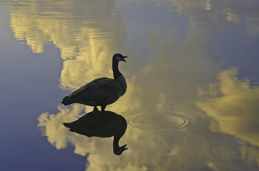 Goose Silhouette Photograph by Sherri Meyer