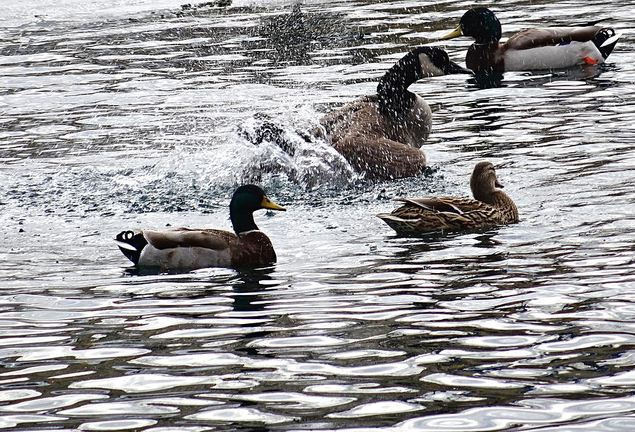 Goose Splash by Amanda Balough Goose Splash by Amanda Balough
