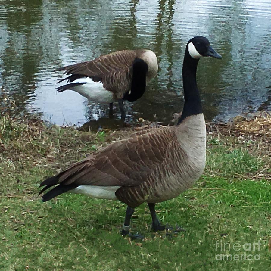 Goose Standing Guard Digital Art by Luther Fine Art